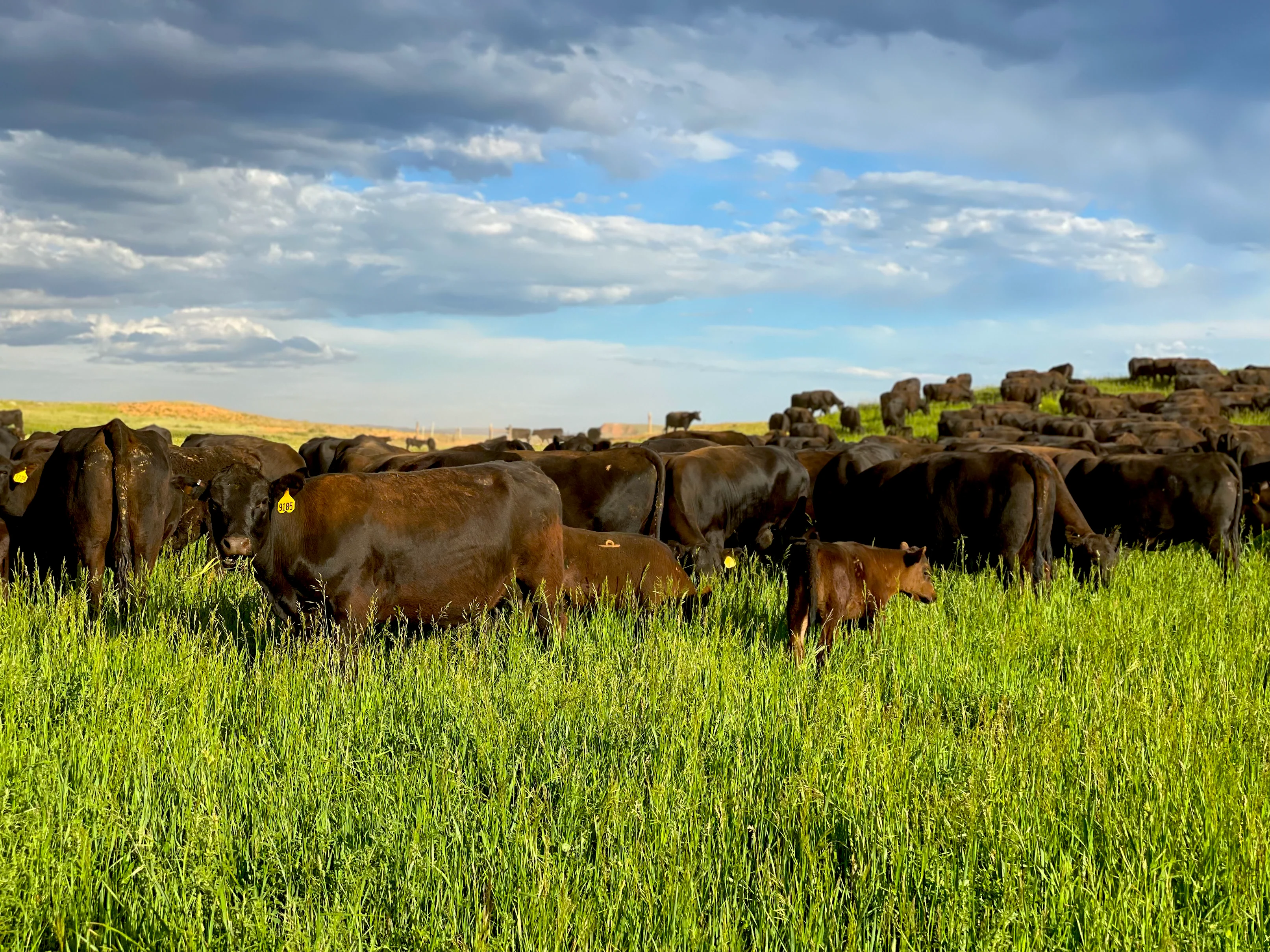Grass-Fed: The Nutrient-Rich Beef Option